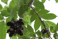 Chukrasia tabularis